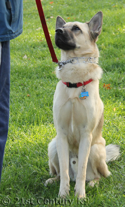 Dog Training conveniently located near Windsor Ontario.