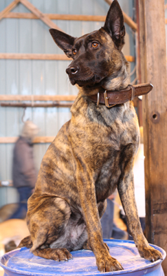 21st Century K9  Dogs of the Future for the Future!