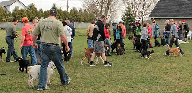 Sunday morning Dog Training Class.